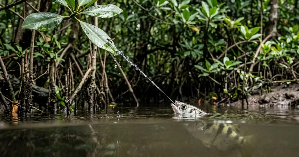 Peixe-arqueiro usa jatos de água para capturar insetos fora dos rios