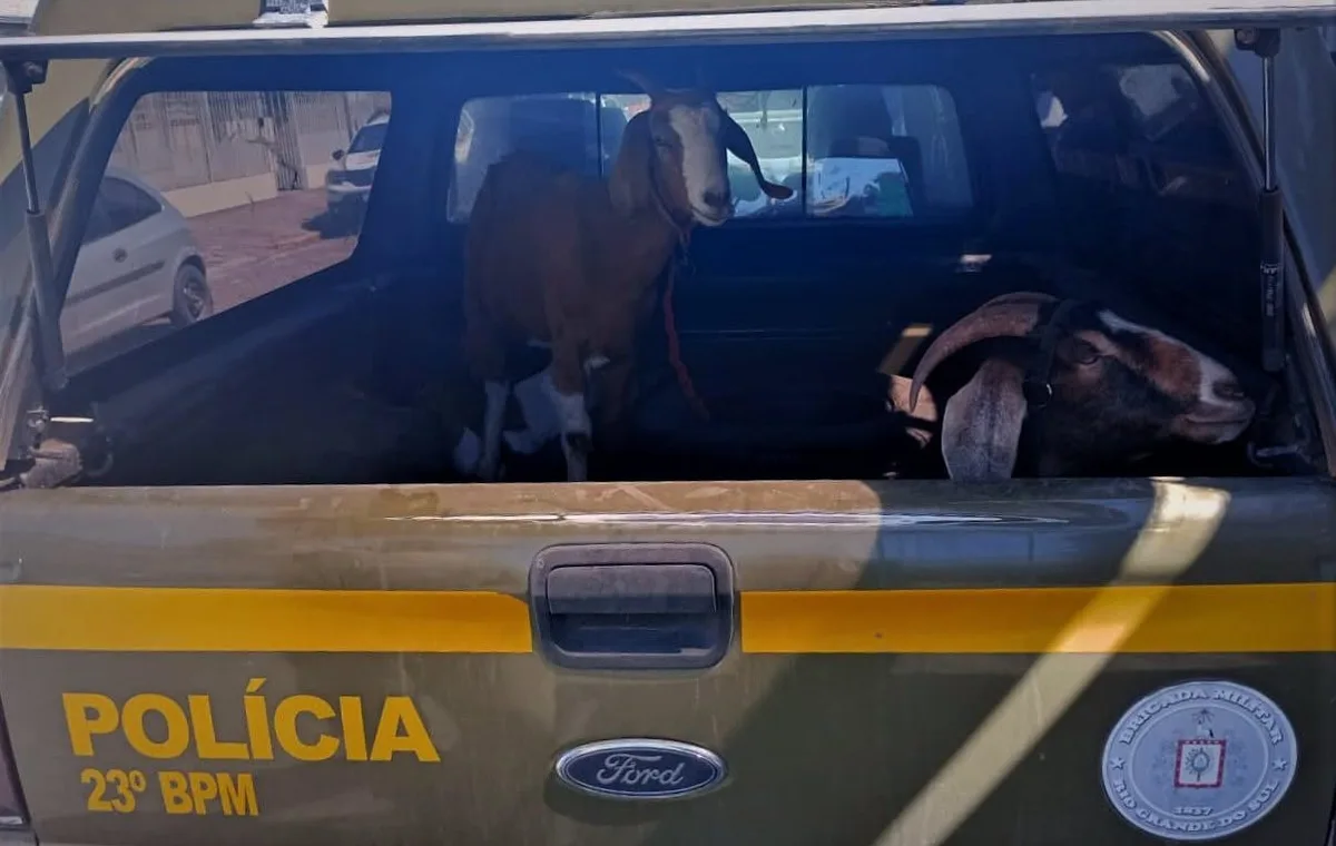 Quatro caprinos são reconhecidos por vítima após ação policial em Passa Sete