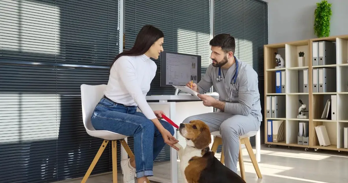Alimentação de pets idosos exige avaliação individual antes da troca