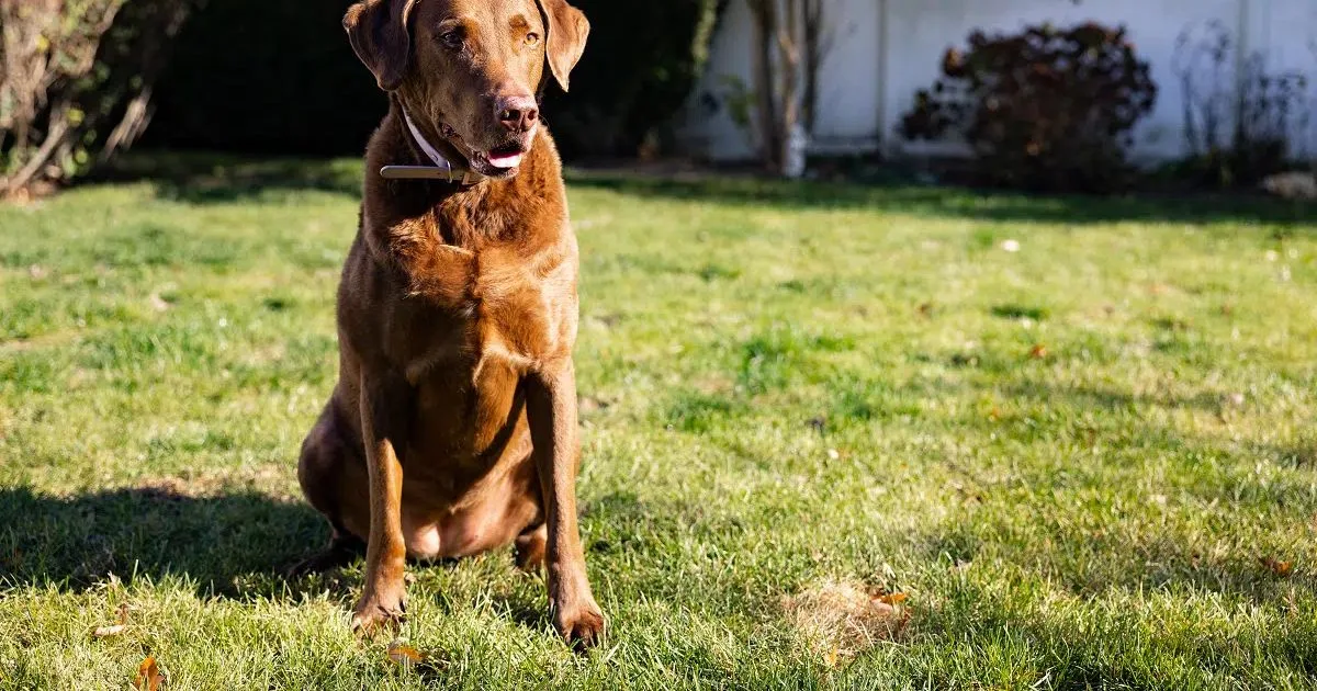 Chesapeake Bay Retriever combina resistência, inteligência e habilidade na água