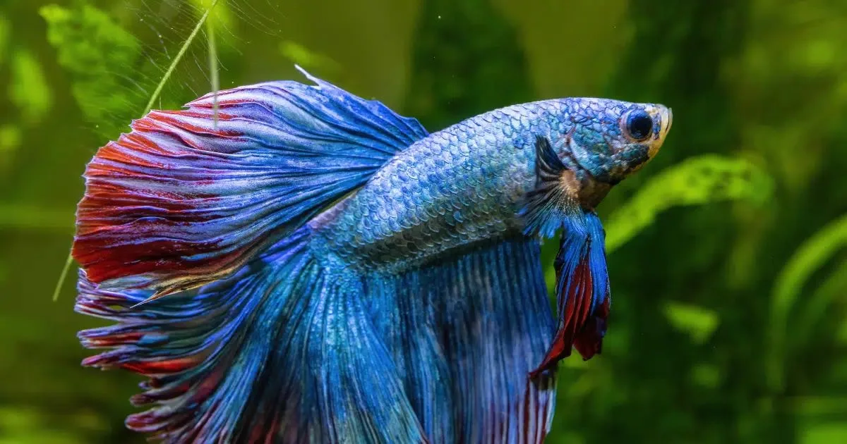 Como manter um peixe betta saudável em casa