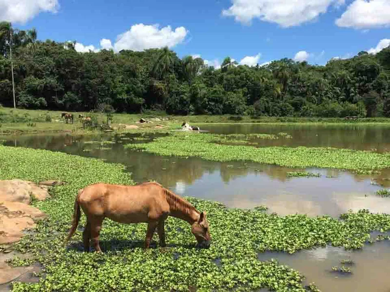 ONG inicia sessões de equoterapia com cavalos resgatados em Santa Cruz do Sul