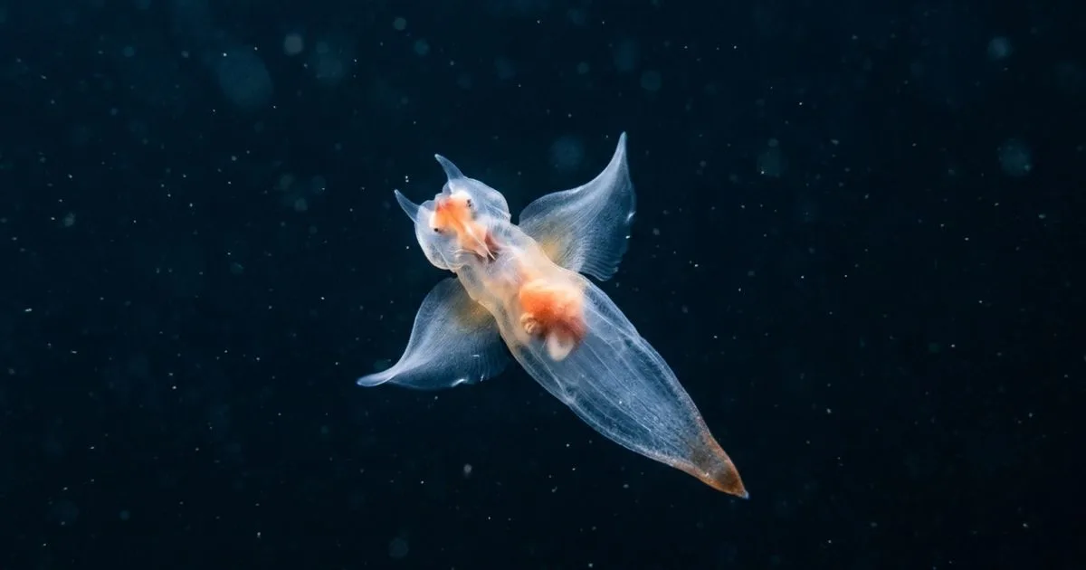 Anjo-do-mar usa tentáculos, ganchos e rádula para capturar caracóis