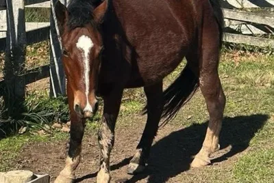 Polícia identifica quatro envolvidos em furto de cavalos em Santa Cruz do Sul