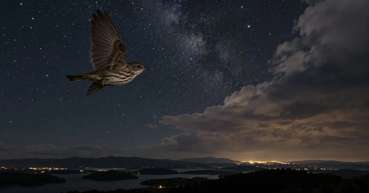 Como aves migratórias mantêm o rumo durante voos noturnos