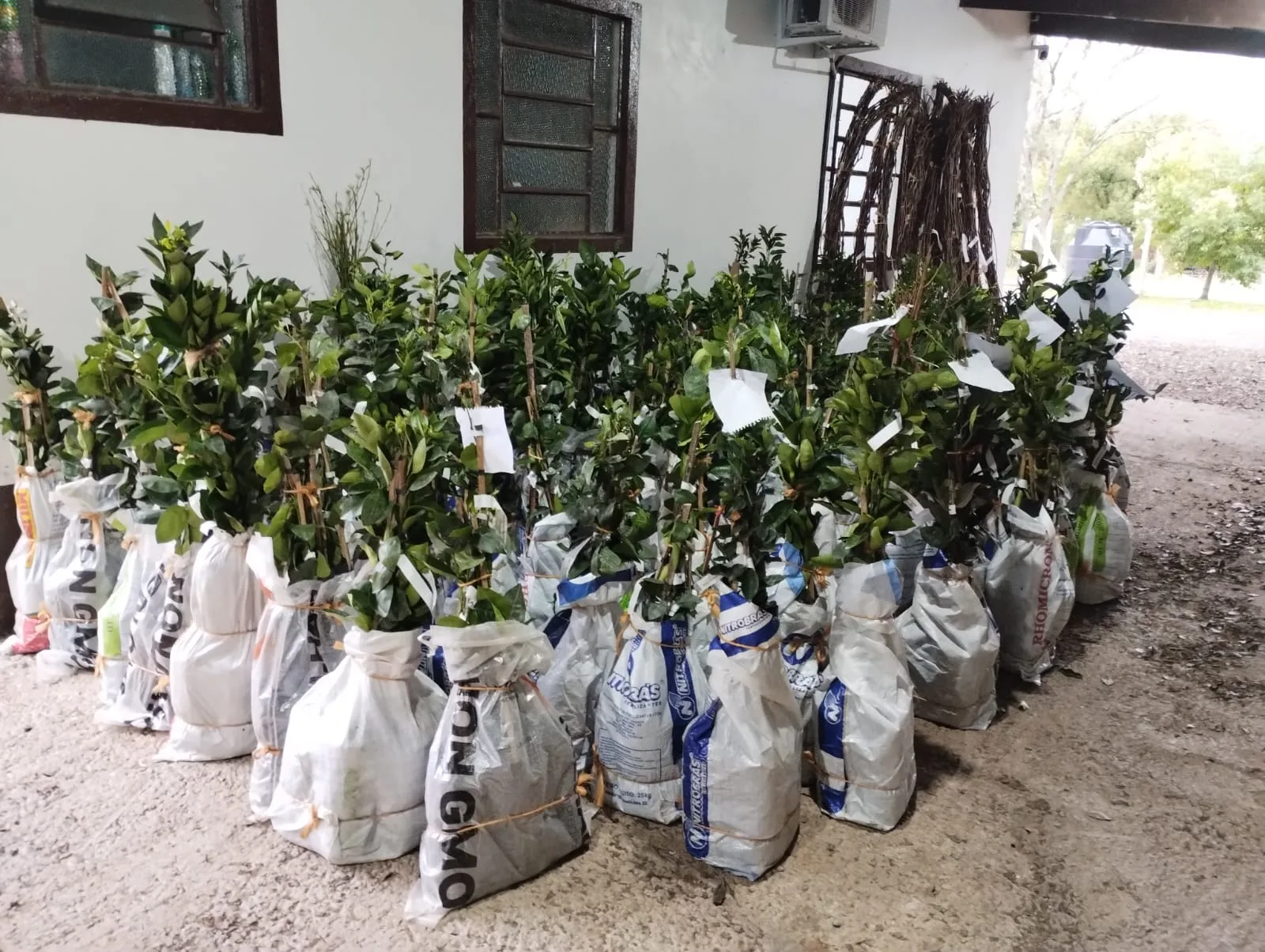 Sinimbu amplia fruticultura com apoio a agricultores familiares