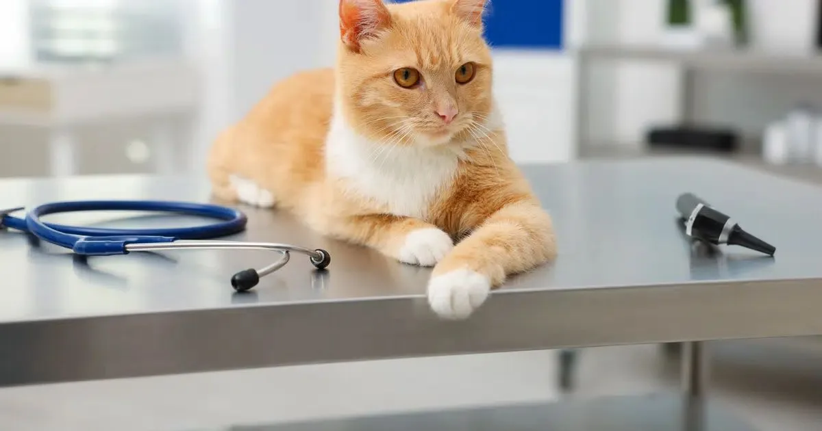 Vômitos e diarreia persistentes podem indicar doença gastrointestinal em gatos