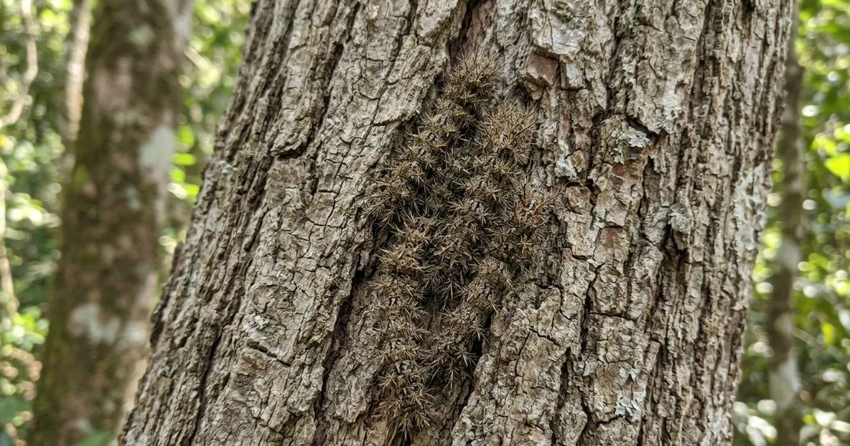 Lagartas Lonomia podem se camuflar em troncos e causar sangramentos