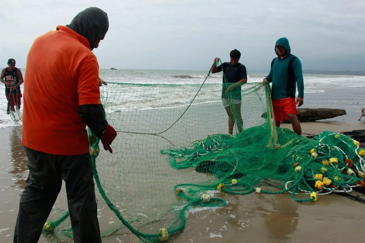 Aquecimento do Pacífico muda rotas de peixes e pressiona pescadores