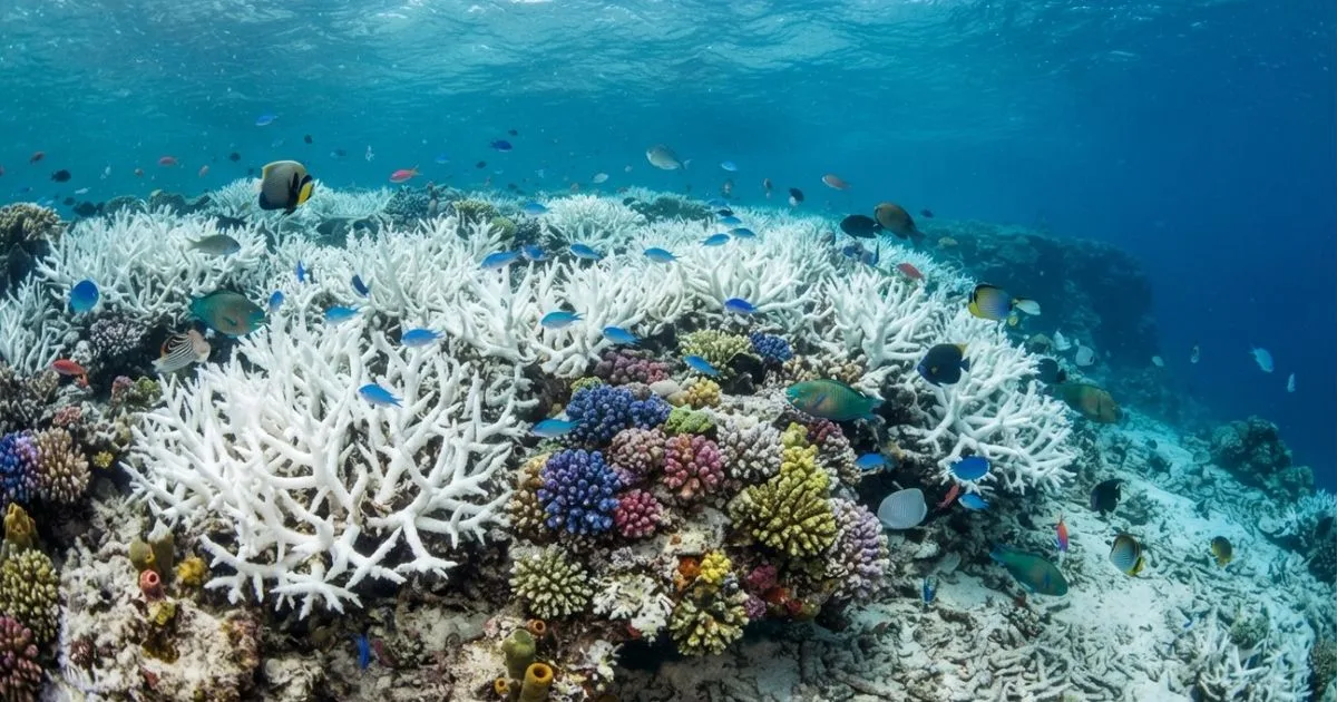 Aquecimento dos oceanos ameaça recifes e amplia o branqueamento de corais