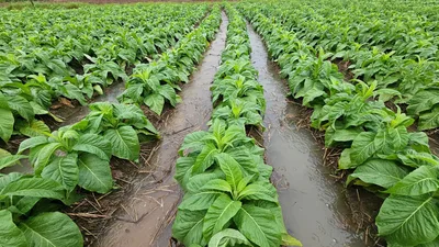 Granizo destrói lavoura de tabaco em Santa Catarina após sequência de temporais