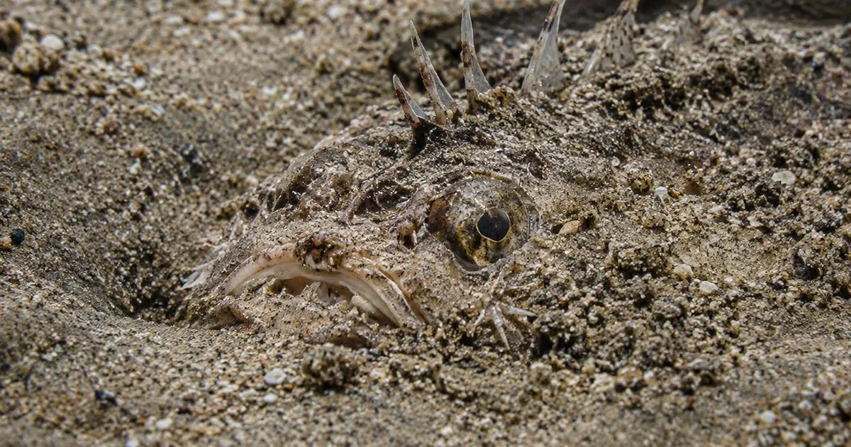 Peixes camuflados podem causar perfurações dolorosas em águas rasas