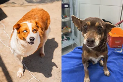 Centro de Bem-Estar Animal recebe interessados em adoção de cães idosos