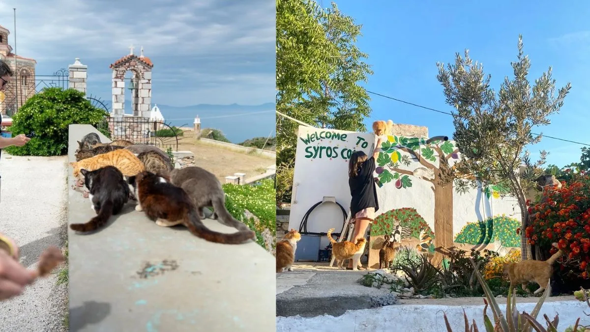 Syros Cats abre vagas para voluntários que cuidem de gatos na Grécia