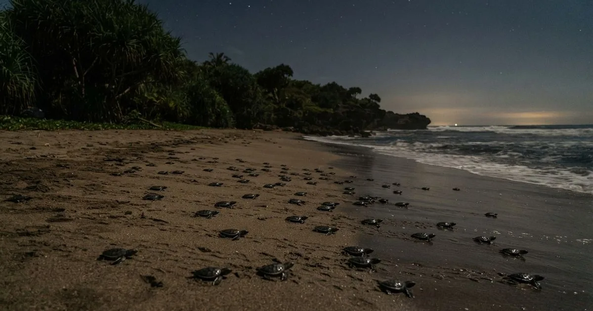 Praia de Sukamade protege tartarugas e vegetação costeira na Indonésia