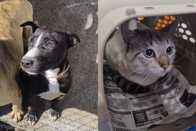 Centro de Bem-Estar Animal orienta adoções em Santa Cruz