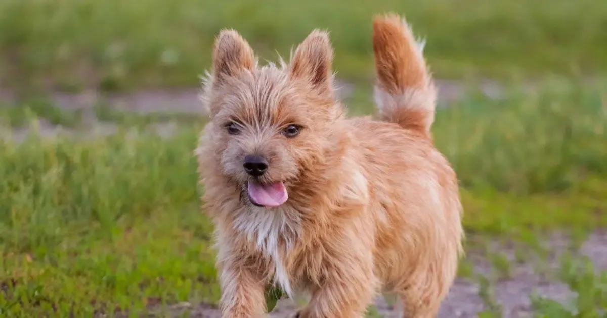 Norwich terrier: origem, características e cuidados com a raça
