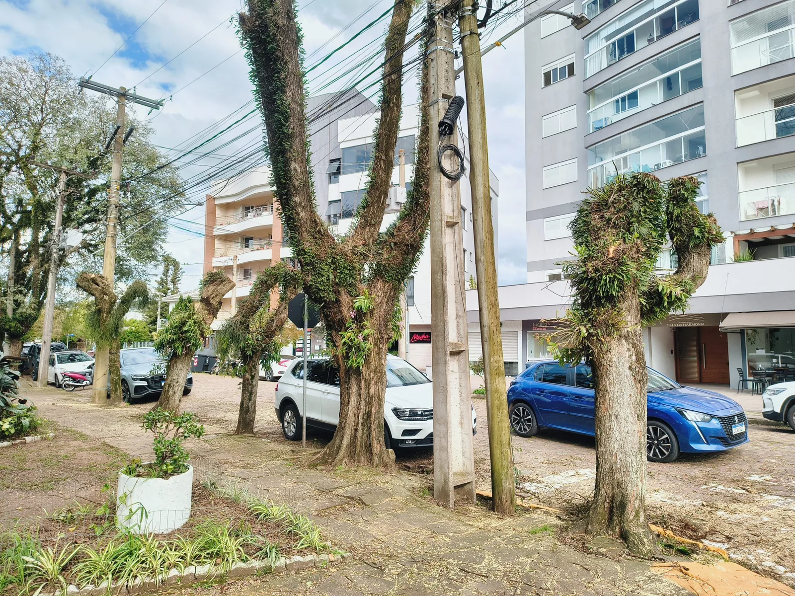 Secretaria vai avaliar poda de árvores junto à Praça da Pasqualini
