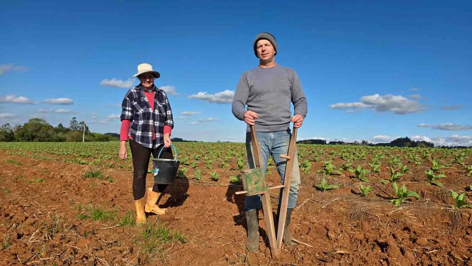 Produtores iniciam plantio de milho e avaliam efeitos do frio nas lavouras