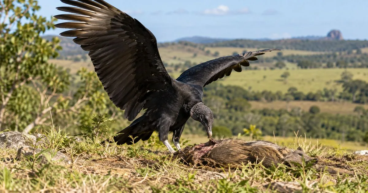 Como os urubus conseguem comer carniça sem adoecer