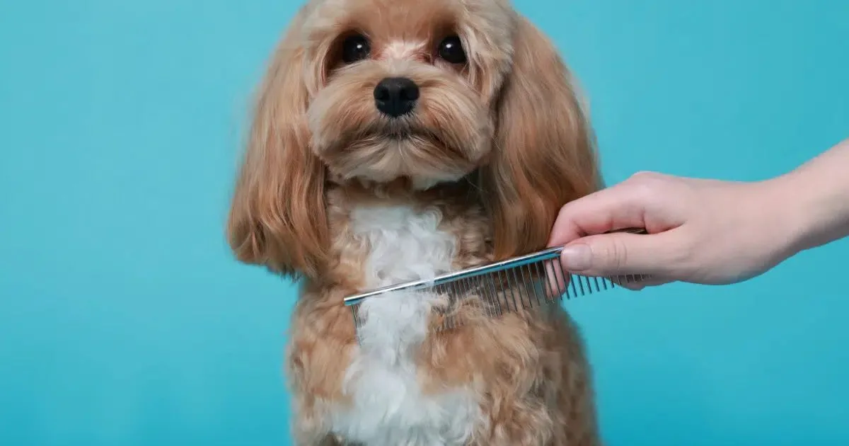 Nós na pelagem exigem cuidado para evitar dor e cortes em cães