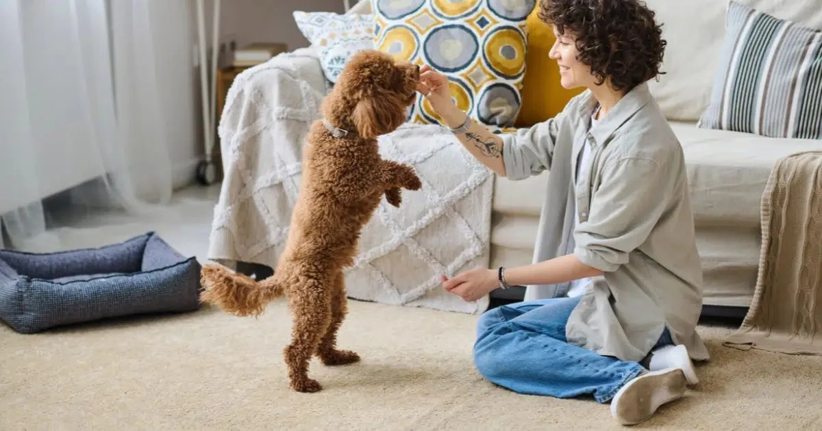 Pet sitter: preparação e cuidados para começar na atividade