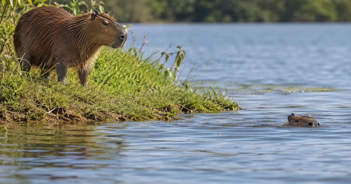 Capivara pode ficar até cerca de cinco minutos submersa