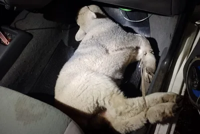 Duas ovelhas são recuperadas dentro de carro após denúncia no interior gaúcho