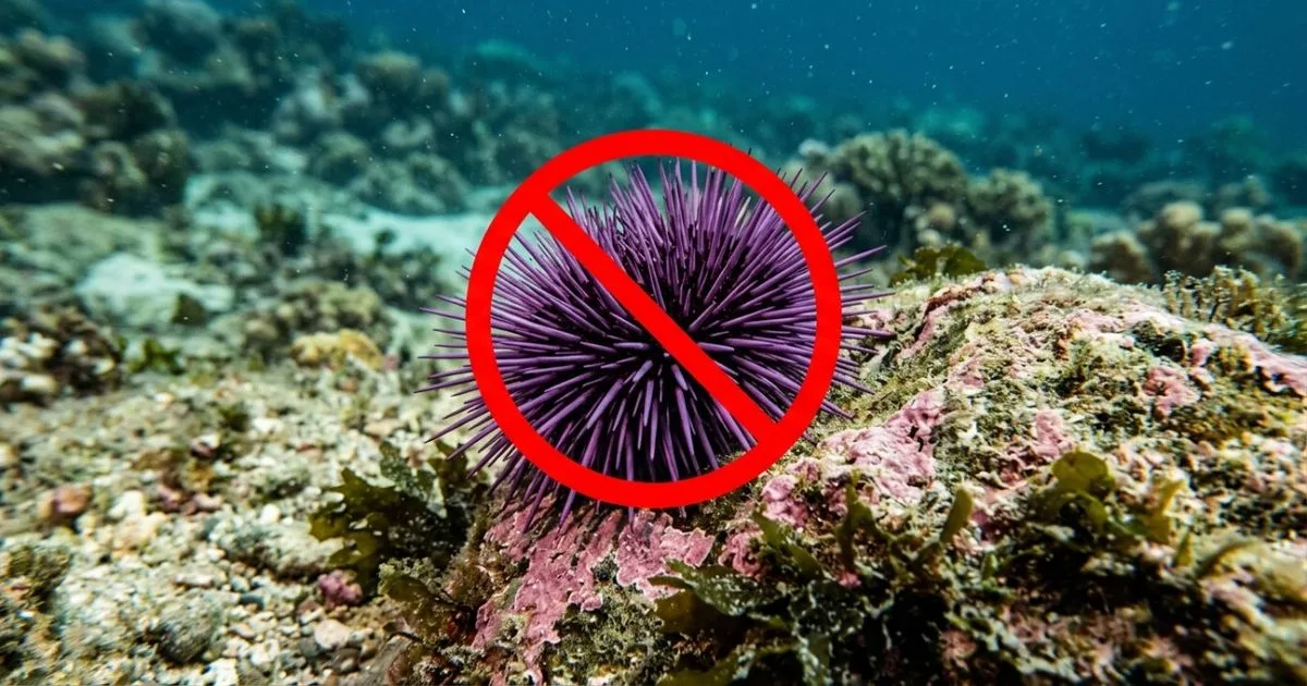 Retirada de ouriços permite recuperação de habitat marinho na Califórnia