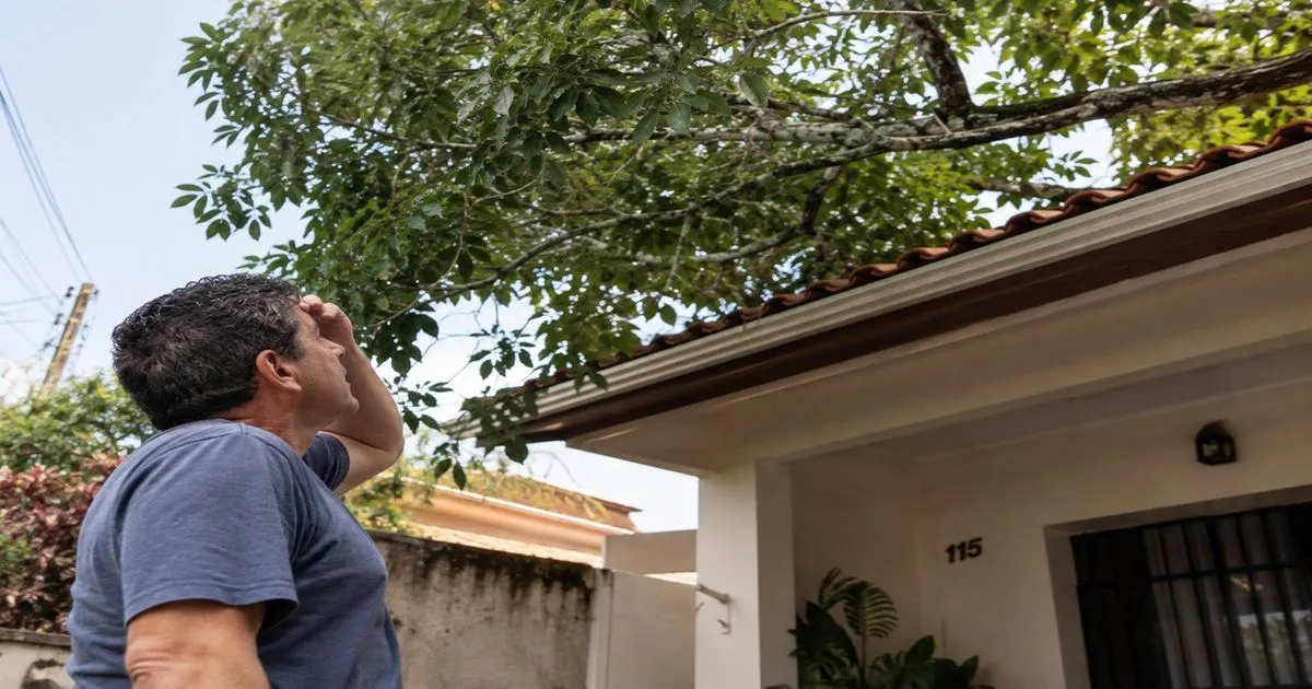 Poda limitada à divisa encerra discussão entre vizinhos sobre árvore