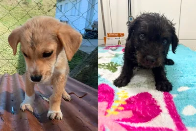 Centro de Bem-Estar Animal mantém atendimento para adoção em Santa Cruz do Sul
