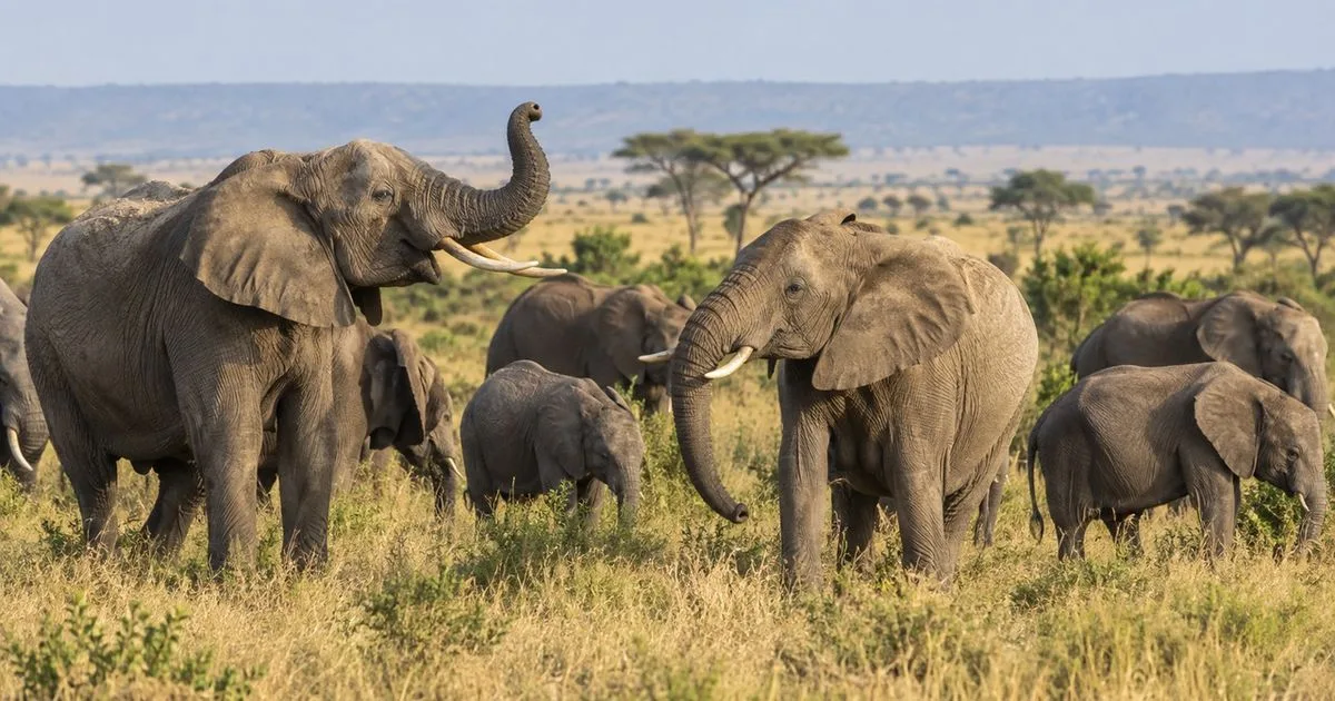 Estudo identifica chamados de elefantes africanos ligados a indivíduos