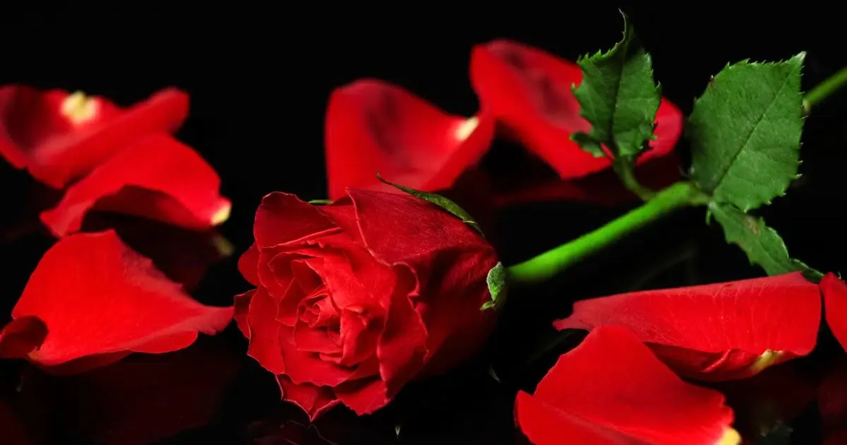 Três banhos com rosa vermelha para confiança e autocuidado