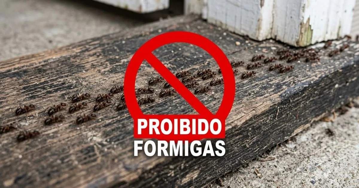 Mistura de água e vinagre ajuda a afastar formigas da cozinha