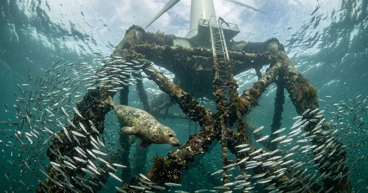 Focas usam fundações de turbinas eólicas como áreas de caça no Mar do Norte