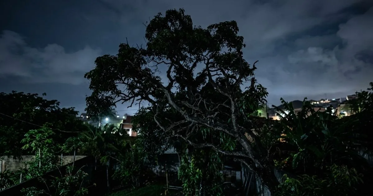 Gravação revela que chamado ouvido à noite era canto de ave