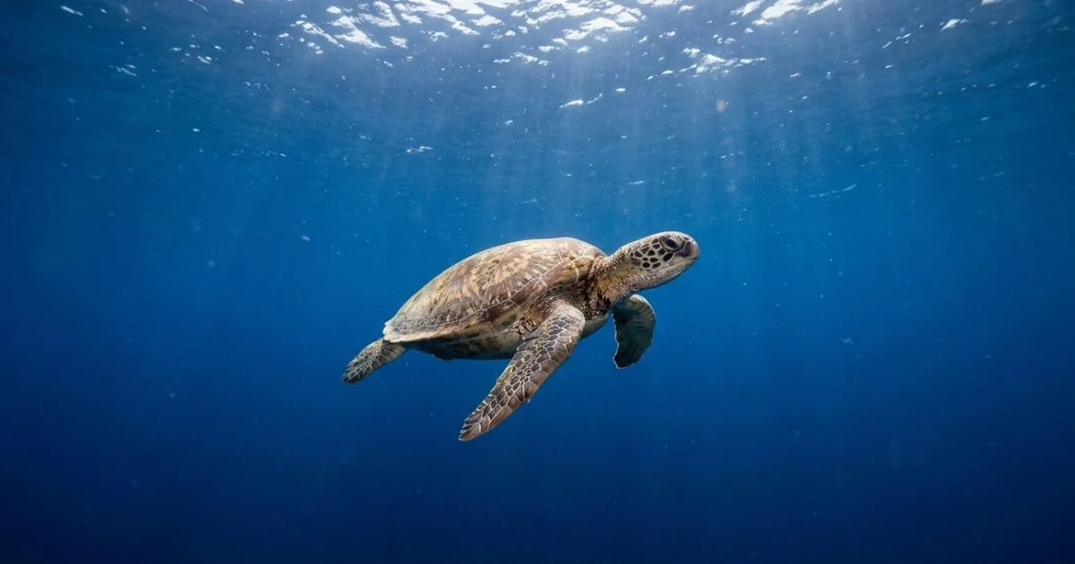 Como as tartarugas marinhas encontram a mesma região costeira anos depois