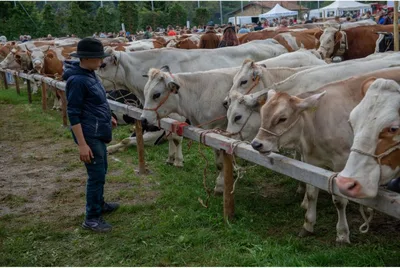 Feaeg reúne atividades agropecuárias e atrações em Encruzilhada do Sul