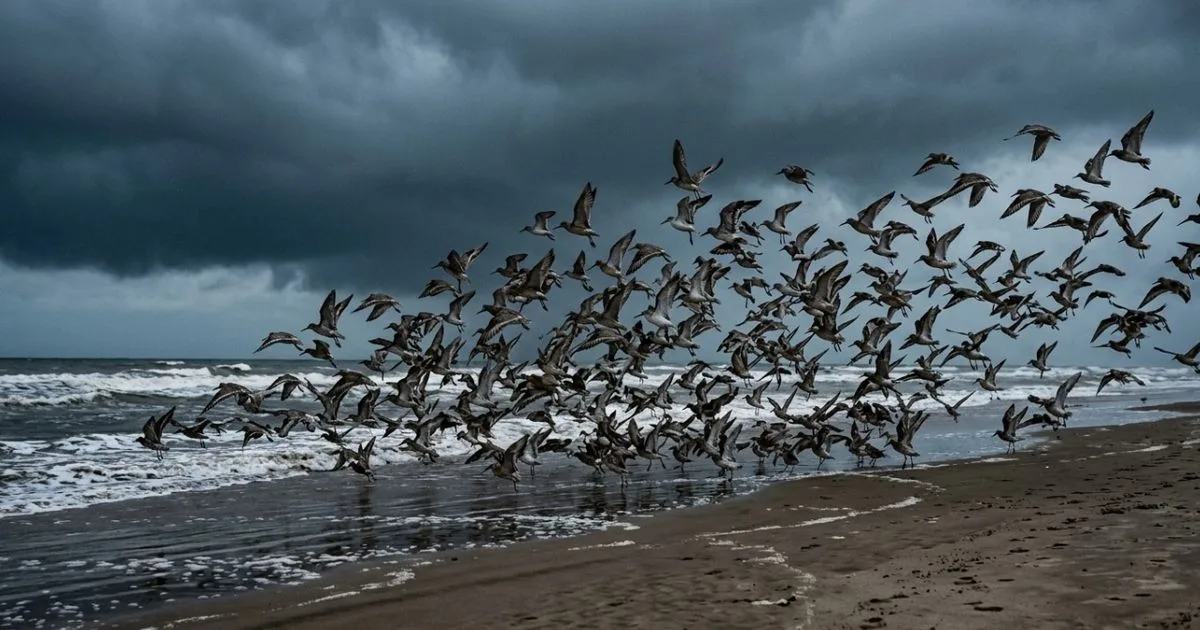 Aves deixam a praia antes da chuva e reagem a mudanças no ambiente