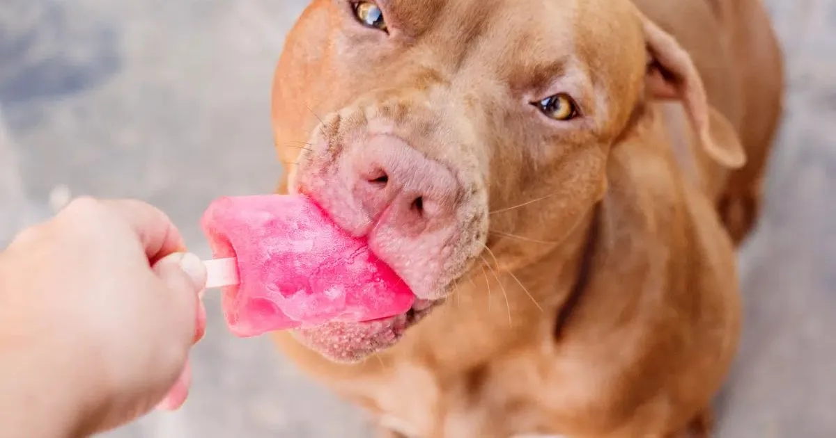 Como fazer sorvetes caseiros seguros para cães e gatos