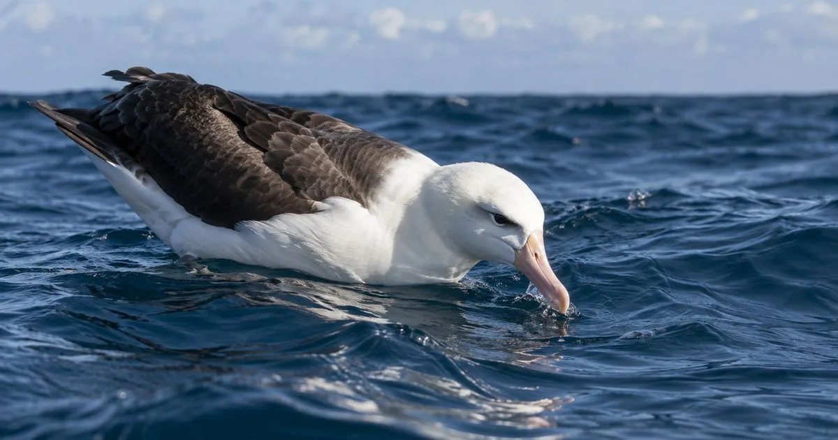Como aves marinhas eliminam o excesso de sal do organismo