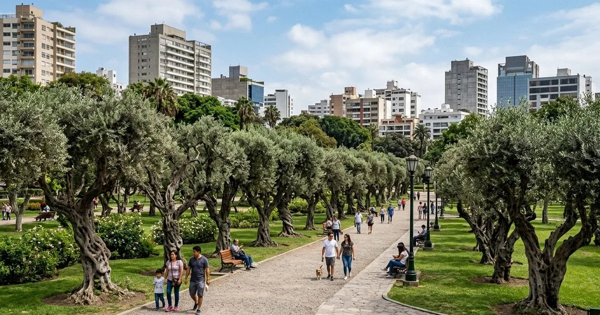 Bosque em Lima preserva mais de mil oliveiras plantadas desde o período colonial