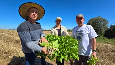 Produtores de tabaco adotam ritmos diferentes de plantio no Rio Grande do Sul