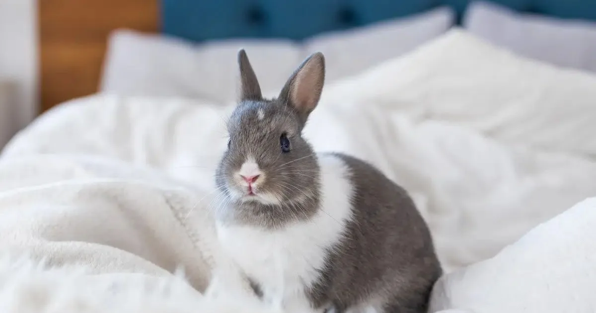 Rotina e ambiente definem o bem-estar dos coelhos domésticos