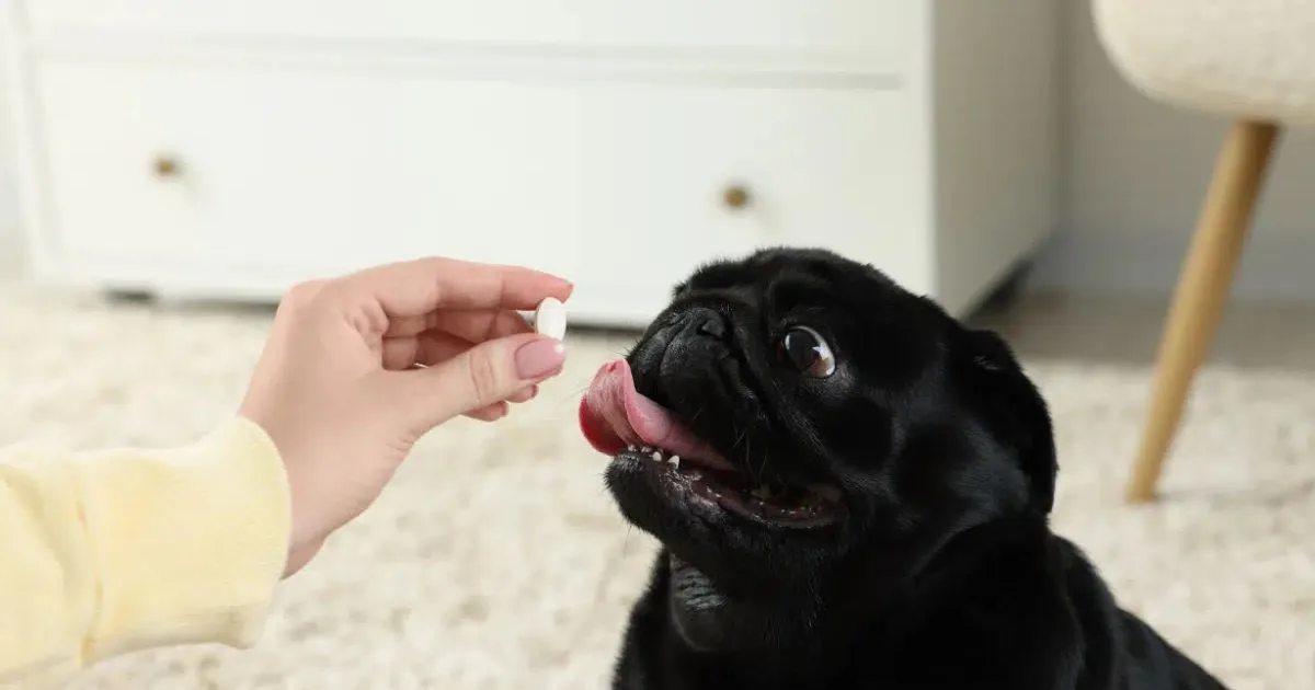 Sete práticas caseiras que podem intoxicar cães e gatos