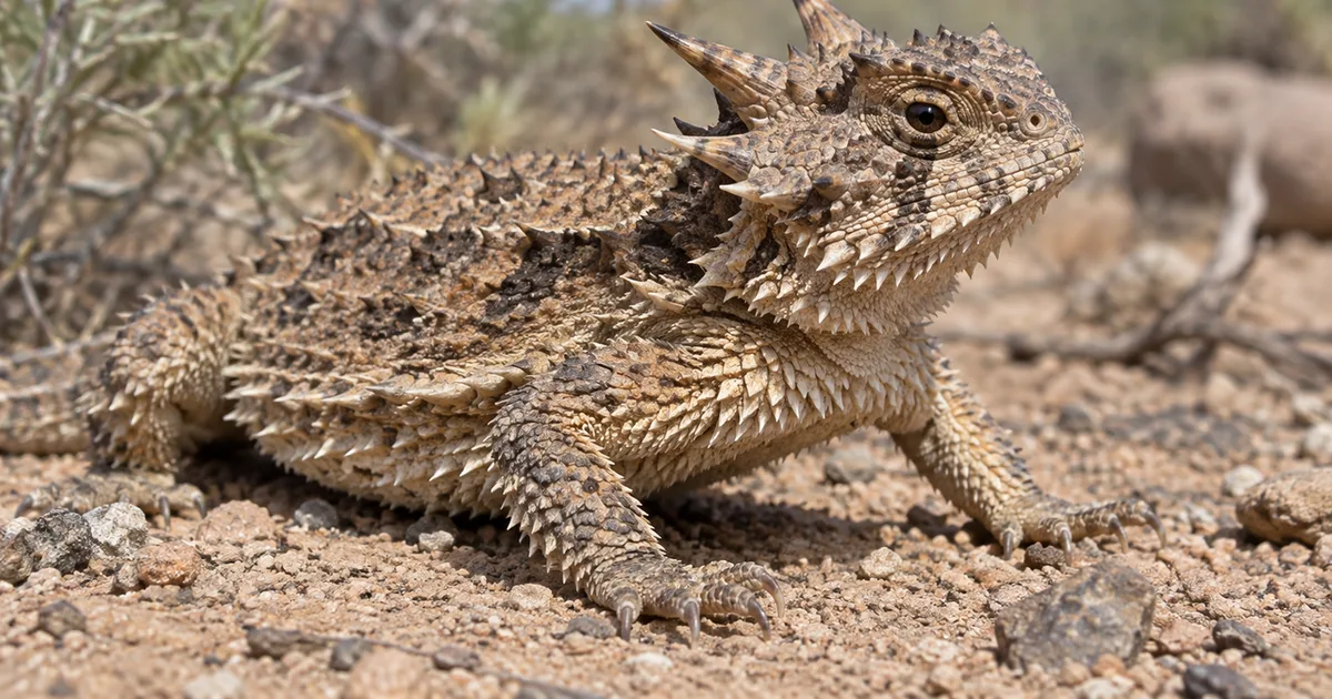 Lagarto de chifres usa pressão ao redor dos olhos para lançar sangue