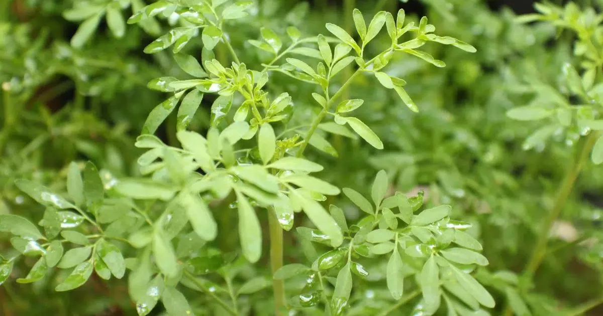 Banhos e plantas de proteção têm restrições de uso; veja os cuidados