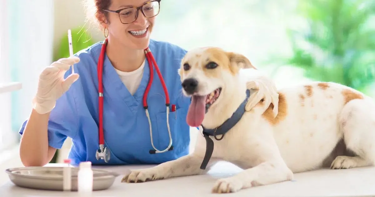 Vacinação e sinais de alerta ajudam a prevenir a raiva em cães e gatos